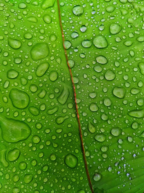 Green fresh leave with clean water drops