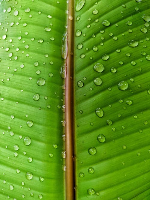 Free Closeup of wet surface of green exotic plant with small drops of water Stock Photo