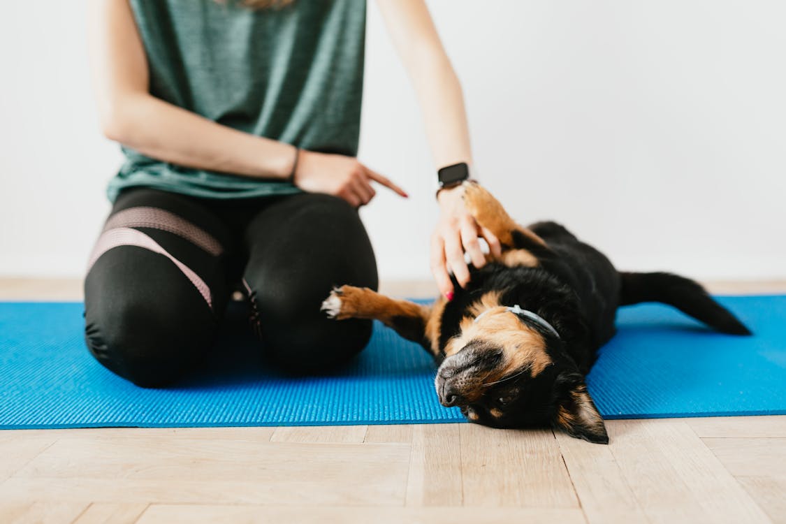 Crop unrecognizable woman training small purebred dog on yoga mat