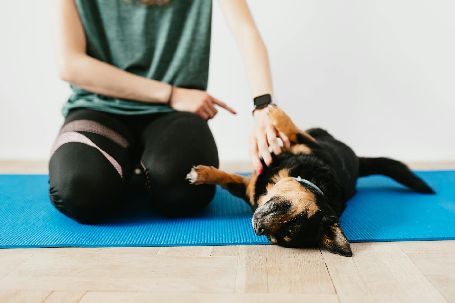 Crop onherkenbare vrouw traint kleine raszuivere hond op yoga mat