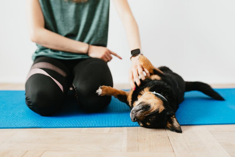 Crop Unrecognizable Woman Training Small Purebred Dog On Yoga Mat