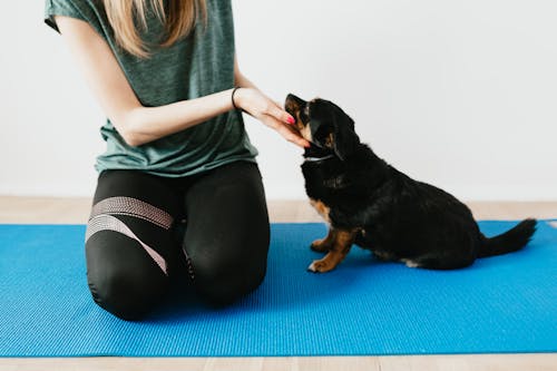 Free Crop unrecognizable woman in casual wear palming obedient Lancashire Heeler while sitting on yoga mat near white wall in apartment Stock Photo