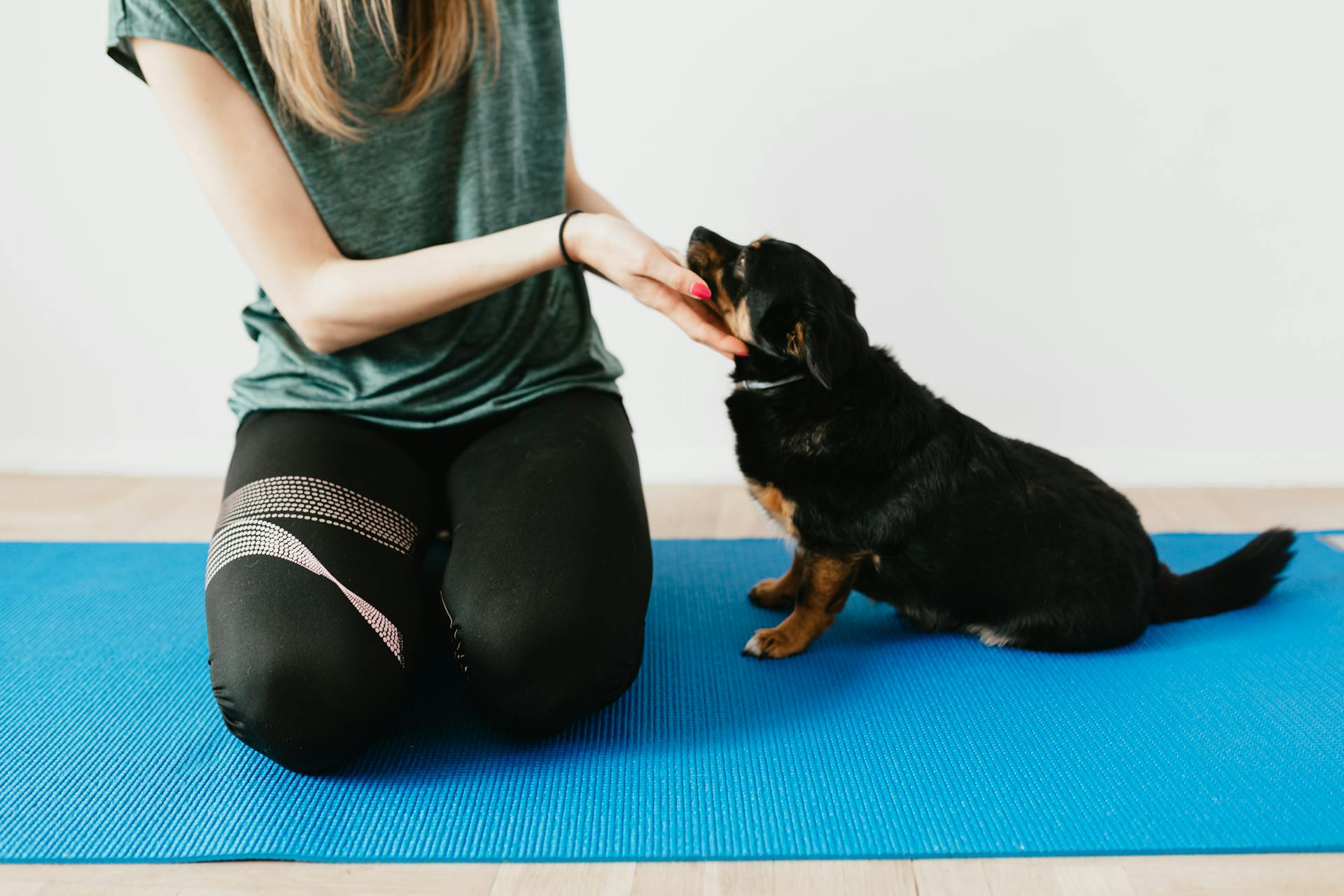 Crop unrecognizable woman in casual wear palming obedient Lancashire Heeler while sitting on yoga mat near white wall in apartment