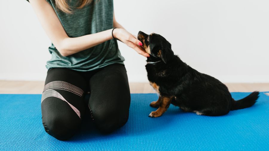 Managing a Hypoallergenic Dog's Mat Problem Before It Gets Serious