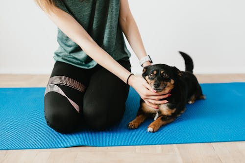 Crop anonymous woman in casual clothes palming obedient Lancashire Heeler lying on blue yoga mat at home and looking at camera