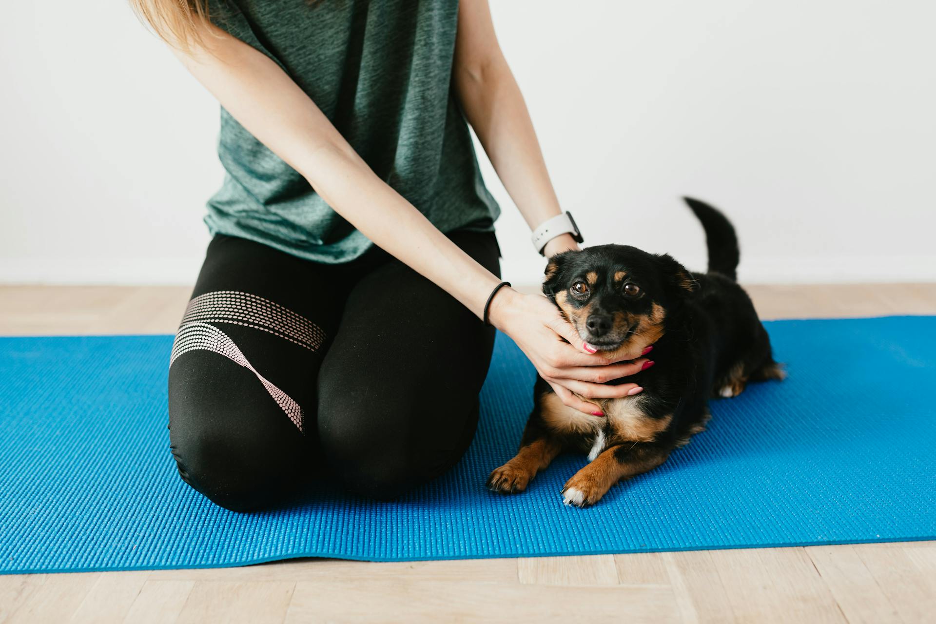 Crop femme anonyme en vêtements décontractés palming obéissant Lancashire Heeler couché sur tapis de yoga bleu à la maison et regarder la caméra