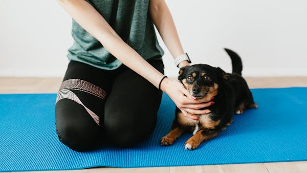 Crop anonymous woman in casual clothes palming obedient Lancashire Heeler lying on blue yoga mat at home and looking at camera