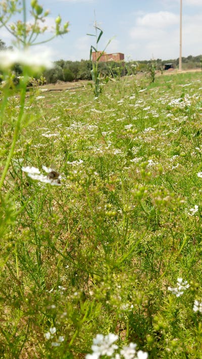 定期便サービス