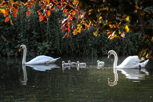 White graceful swans with small chicks swimming in lake around green plants and colorful tree branches