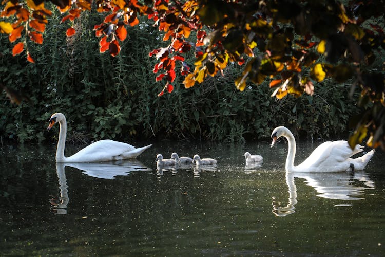 Flock Of Swans Swimming On Pond