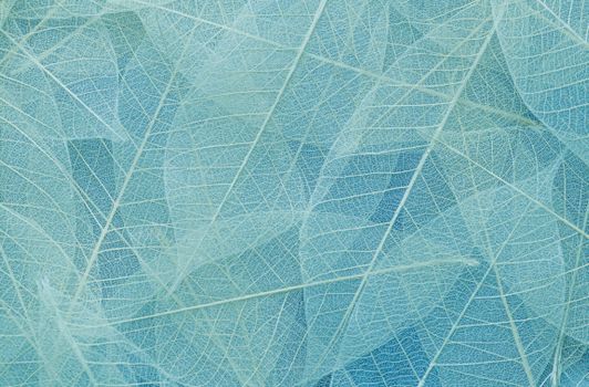 Overhead of light blue colored abstract background with thin veins of translucent leaves