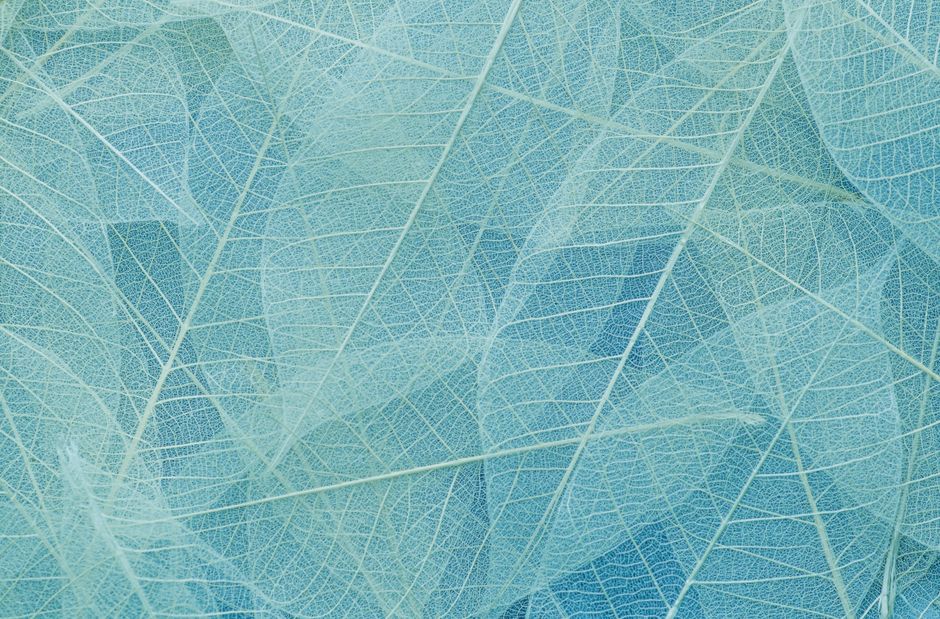 Overhead of light blue colored abstract background with thin veins of translucent leaves