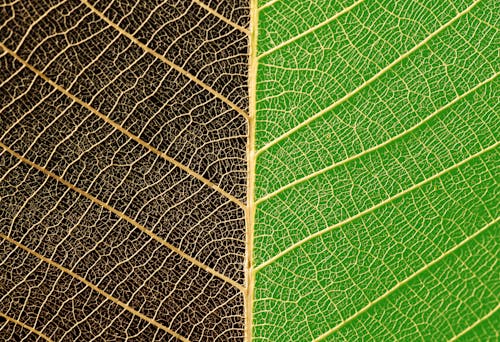 Free Leaf of green and black color Stock Photo