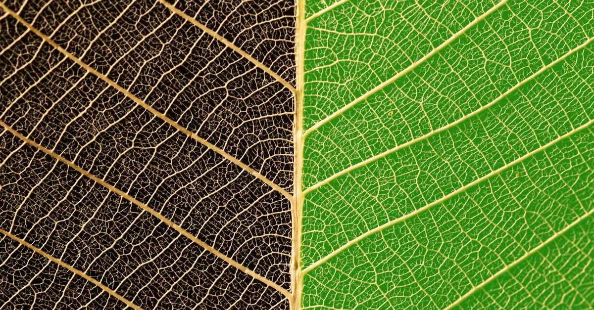 Leaf of green and black color · Free Stock Photo