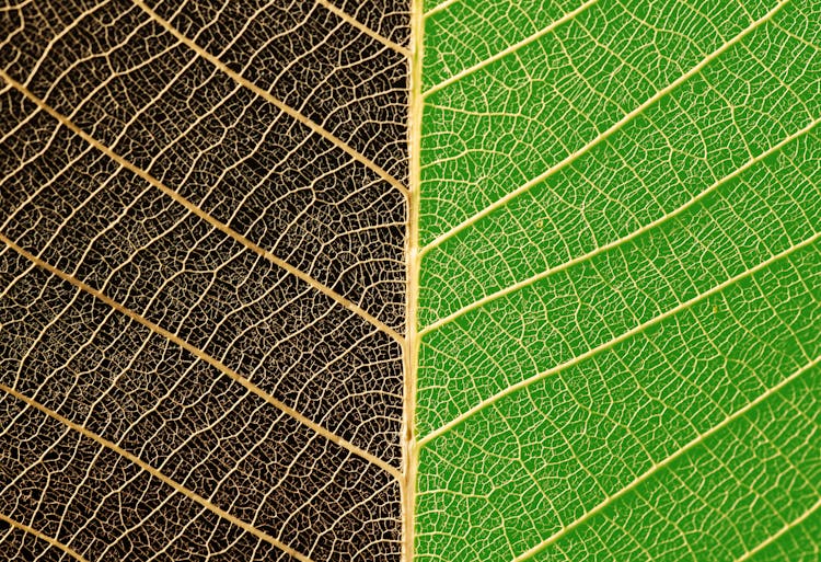 Leaf Of Green And Black Color