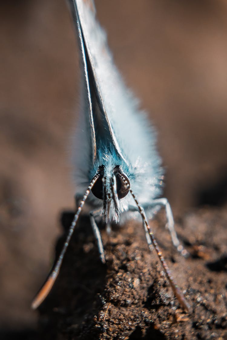 Small Butterfly With Antennae On Ground