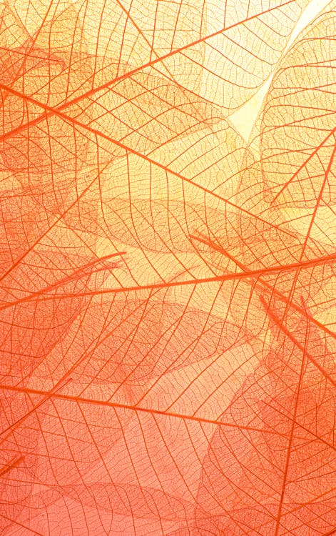 Abstract texture of colorful bright pattern of transparent leaves of orange and yellow color