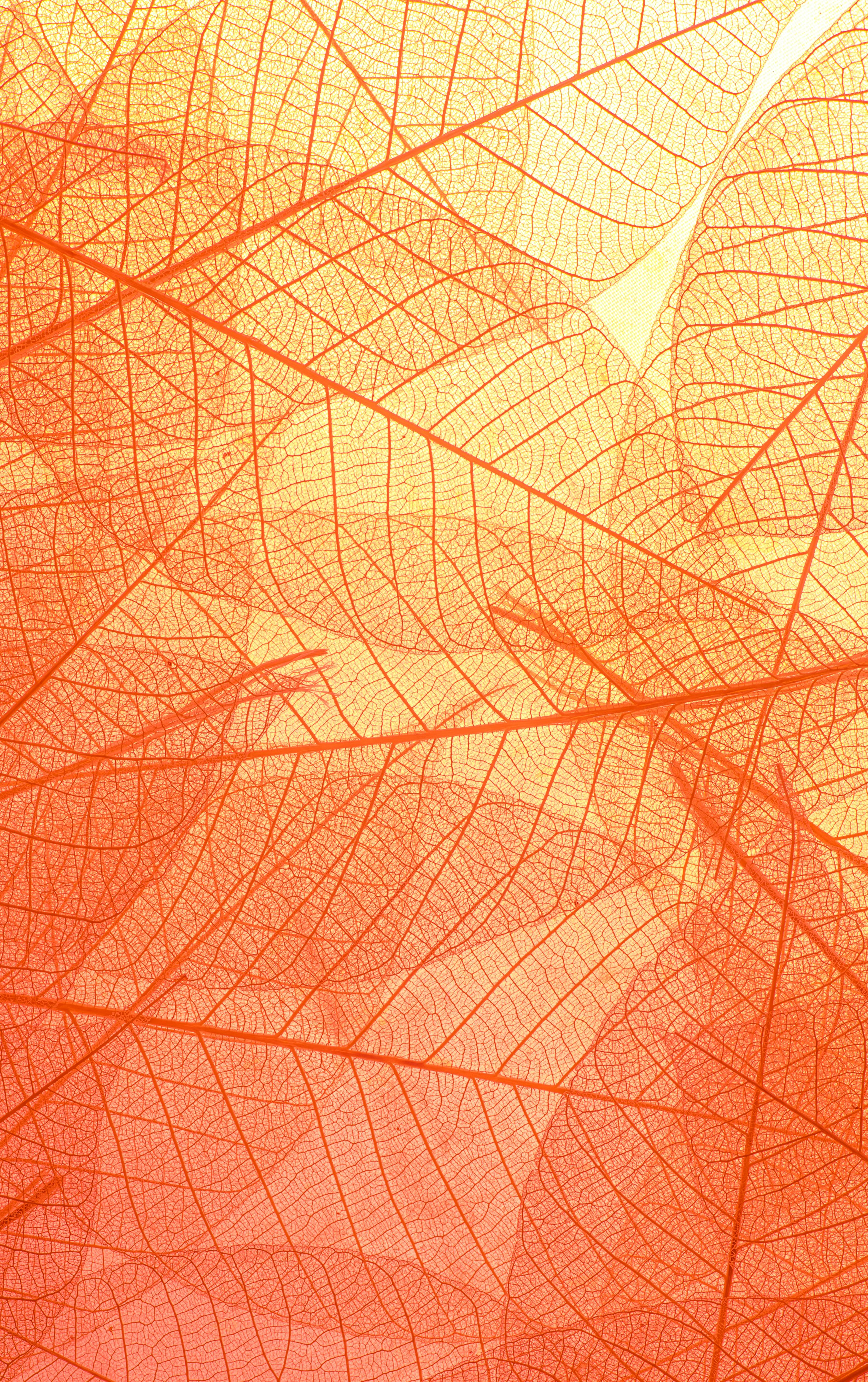 Details 100 orange background images hd