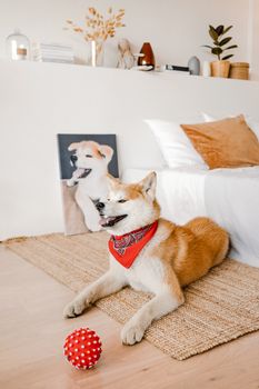一只快乐的柴犬躺在室内的地毯上，手里拿着一个红色玩具球