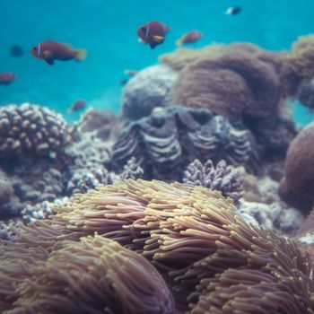 Small colorful fishes swimming in clean water around corals in bottom of sea