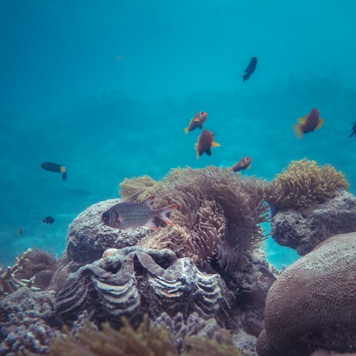 Sea fishes swimming in bottom in blue water