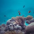 Coral reef and fish, photo by wewe yang on Pexels