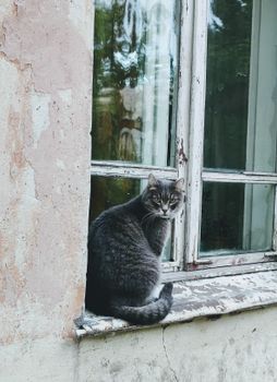 一只灰色的猫坐在乡村的窗台上，周围是古老的房屋