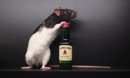 Free stock photo of alcohol, alcoholism, animal Stock Photo