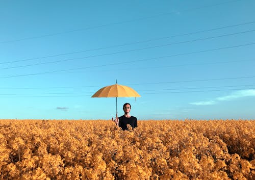 Free Person in Black Coat Holding Yellow Umbrella Standing on Yellow Flower Field Stock Photo