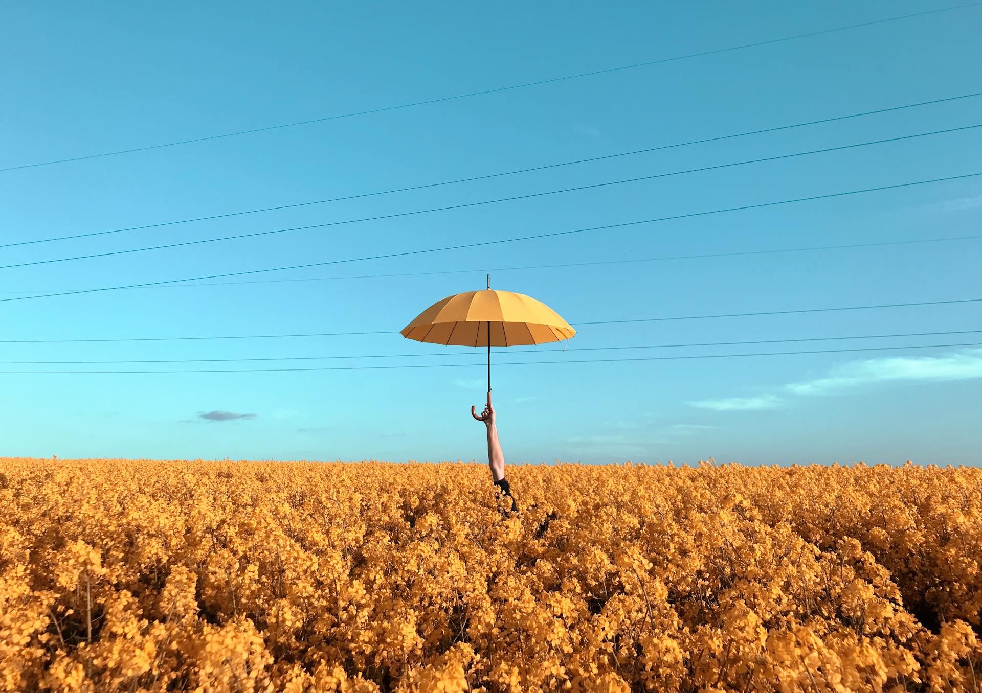 A whimsical scene of a person holding an umbrella above a yellow rapeseed field under a blue sky.