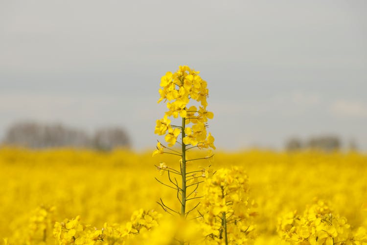 Photo Of Canola Flowers