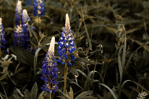 Close-up Photo of Purple Lupines 