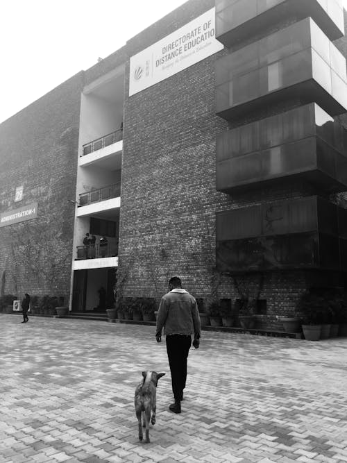 Back view of anonymous male in casual clothes strolling on pavement with dog near brick building in daytime in street