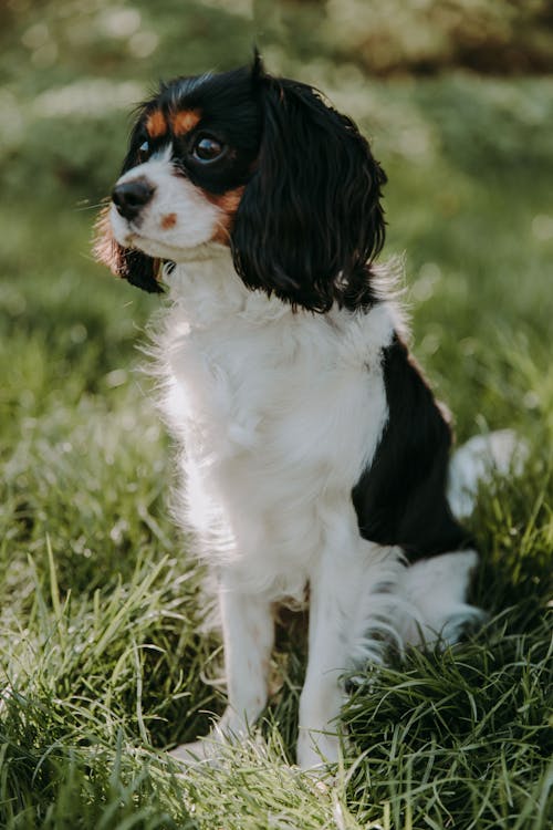 бесплатная бело черная длинная шерсть маленькая собака на зеленой траве Стоковое фото