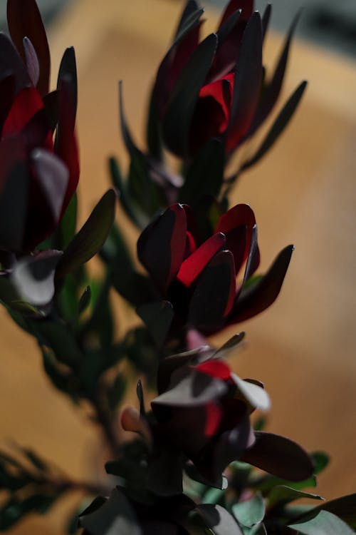 Free Red and White Flowers in Tilt Shift Lens Stock Photo