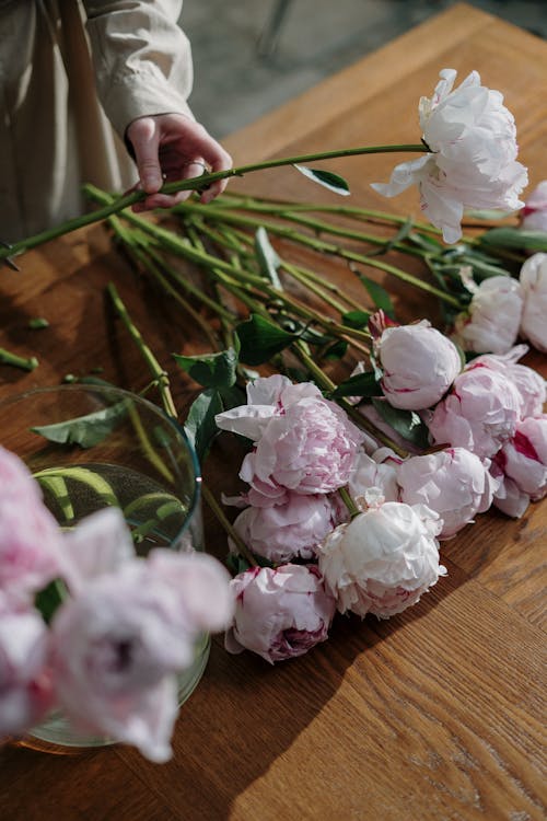 Person Holding White Rose · Free Stock Photo