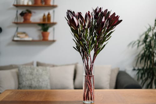 Red and White Tulips in Clear Glass Vase on Brown Wooden Table