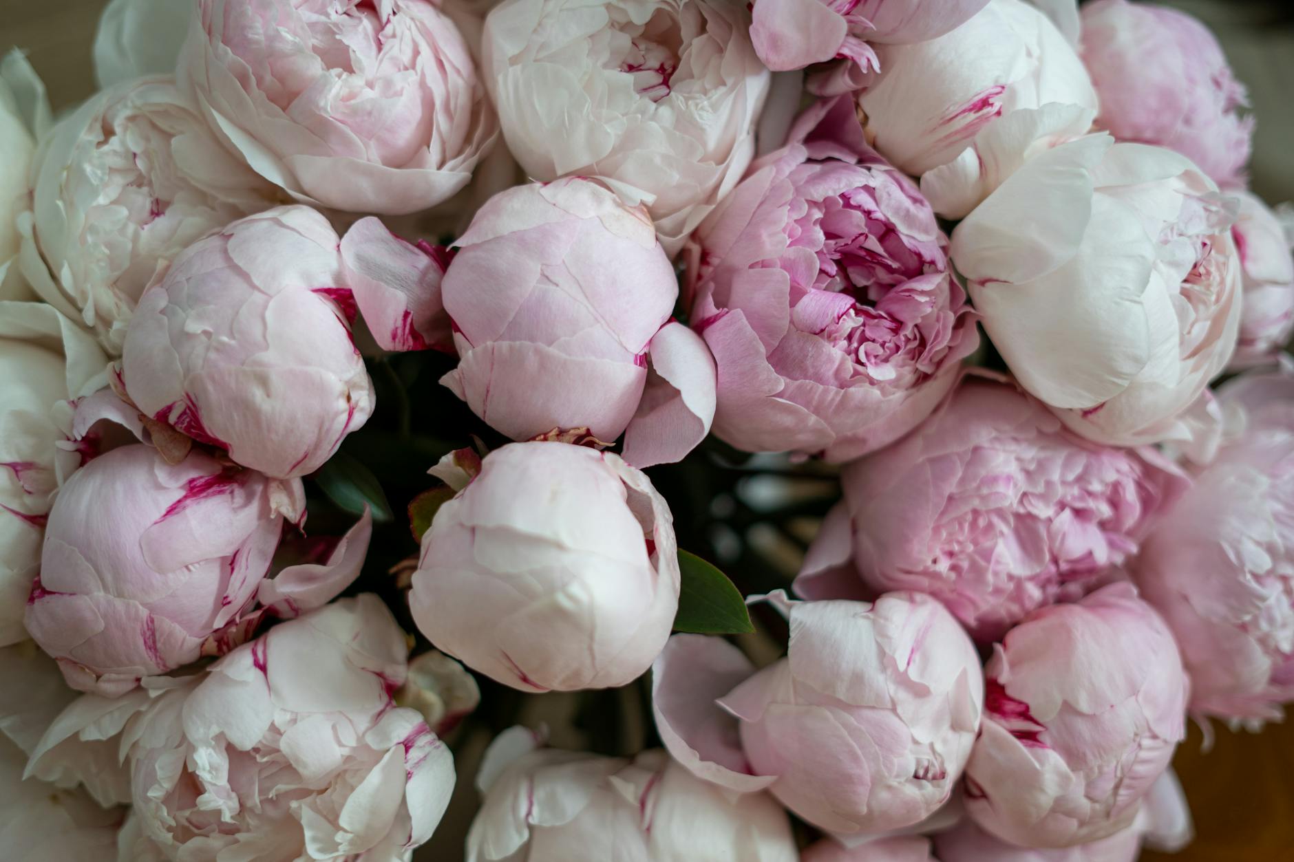 Lush arrangement of soft pink peonies — a romantic and indulgent bouquet