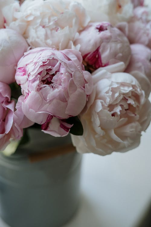 Pink and White Flowers