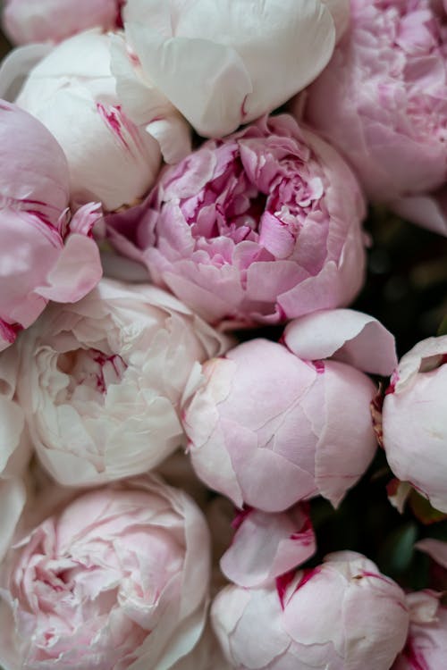 Foto profissional grátis de broto, buquê, de flores