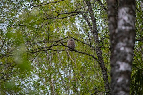 Brown Owl Perched on Tree Branch