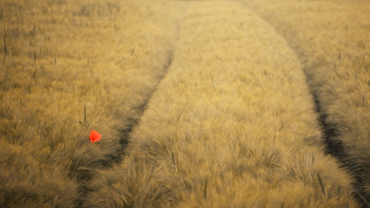 Lonely Poppy On Wheat Field