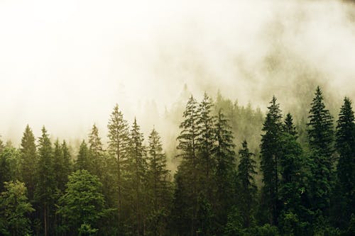 Forest in foggy morning in summer