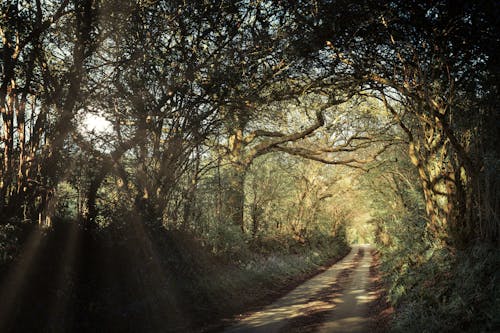 Photo of Pathway Between Trees