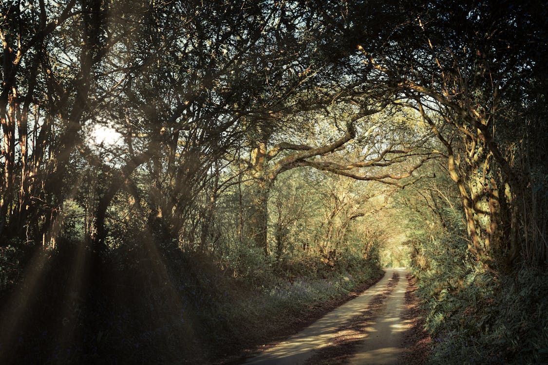 Free Photo of Pathway Between Trees Stock Photo