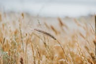 夏日微风中，金色麦田摇曳的景色迷人