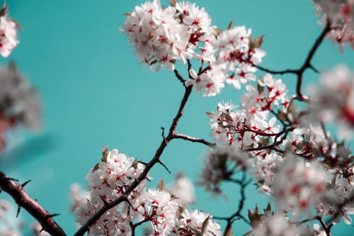 コントラスト, フローラ, 咲く花の無料の写真素材