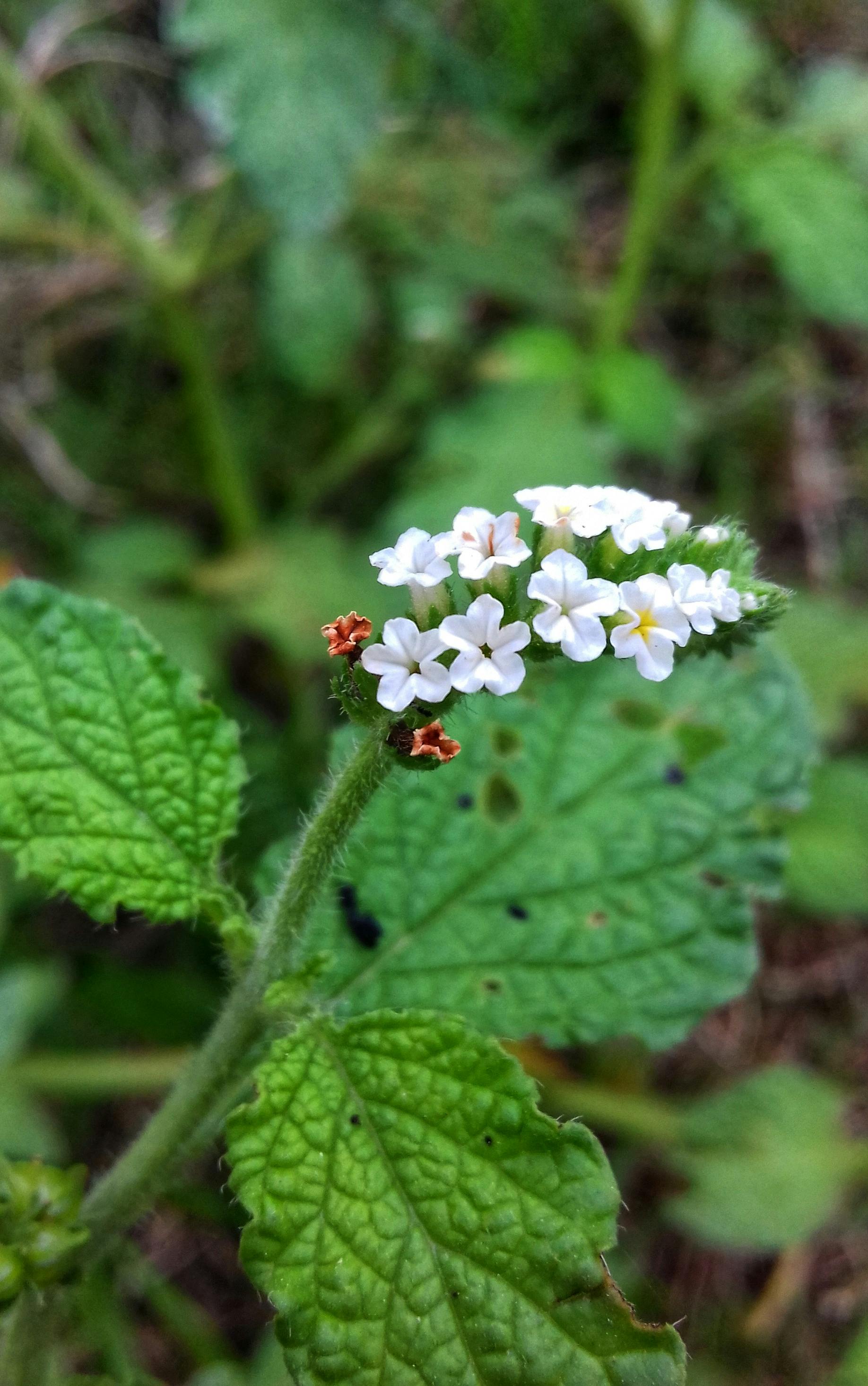Cricketer walking back to the pavilion at sunset