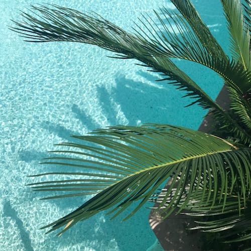 бесплатная Зеленая пальма Стоковое фото