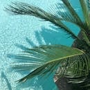 棕榈叶的田园风光在碧绿的水池上投下阴影，营造出热带氛围